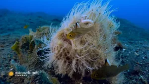The Weird Hairy Frogfish: Lightning Fast Strike in 1/6000 of a Second - image 2