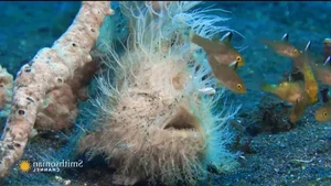 The Weird Hairy Frogfish: Lightning Fast Strike in 1/6000 of a Second - image 7