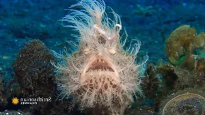 The Weird Hairy Frogfish: Lightning Fast Strike in 1/6000 of a Second - image 1