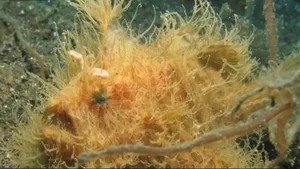 The Weird Hairy Frogfish: Lightning Fast Strike in 1/6000 of a Second - image 5