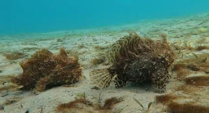 The Weird Hairy Frogfish: Lightning Fast Strike in 1/6000 of a Second - image 4