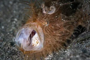 The Weird Hairy Frogfish: Lightning Fast Strike in 1/6000 of a Second - image 6