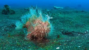 The Weird Hairy Frogfish: Lightning Fast Strike in 1/6000 of a Second - image 3
