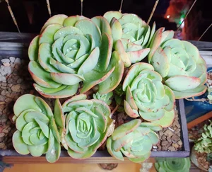Stunning Rare Succulent Balcony Garden in Hanoi - image 0