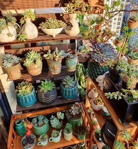 Stunning Rare Succulent Balcony Garden in Hanoi - image 6