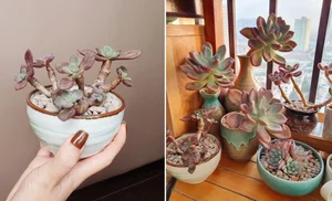 Stunning Rare Succulent Balcony Garden in Hanoi - image 2