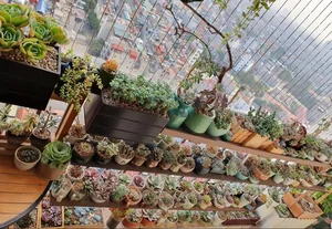 Stunning Rare Succulent Balcony Garden in Hanoi - image 7