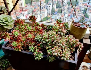Stunning Rare Succulent Balcony Garden in Hanoi - image 4