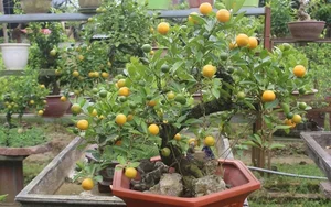 5 Best Feng Shui Plants to Attract Wealth and Prosperity into Your Home This New Year for Good Luck and Positive Energy - image 1