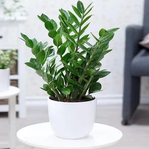 5 Best Feng Shui Plants to Attract Wealth and Prosperity into Your Home This New Year for Good Luck and Positive Energy - image 4