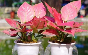 5 Best Feng Shui Plants to Attract Wealth and Prosperity into Your Home This New Year for Good Luck and Positive Energy - image 7