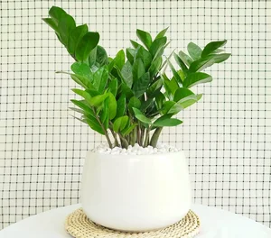 5 Best Feng Shui Plants to Attract Wealth and Prosperity into Your Home This New Year for Good Luck and Positive Energy - image 5