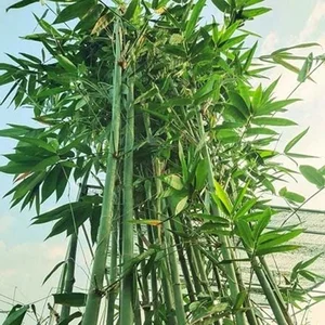 5 Best Feng Shui Plants to Attract Wealth and Prosperity into Your Home This New Year for Good Luck and Positive Energy - image 6