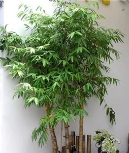 5 Best Feng Shui Plants to Attract Wealth and Prosperity into Your Home This New Year for Good Luck and Positive Energy - image 0