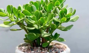 5 Best Feng Shui Plants to Attract Wealth and Prosperity into Your Home This New Year for Good Luck and Positive Energy - image 8