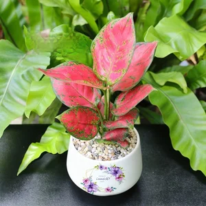 5 Best Feng Shui Plants to Attract Wealth and Prosperity into Your Home This New Year for Good Luck and Positive Energy - image 3
