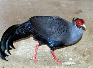 Discovering the Rare and Exotic Wild Pheasants of Vietnam: A Journey Through Primordial Forests - image 1