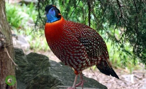 Discovering the Rare and Exotic Wild Pheasants of Vietnam: A Journey Through Primordial Forests - image 6