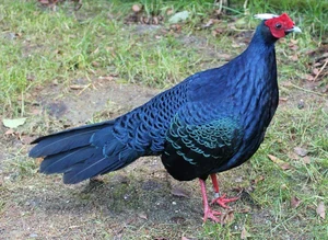 Discovering the Rare and Exotic Wild Pheasants of Vietnam: A Journey Through Primordial Forests - image 5