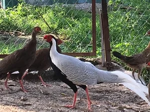 Discovering the Rare and Exotic Wild Pheasants of Vietnam: A Journey Through Primordial Forests - image 2