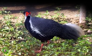 Discovering the Rare and Exotic Wild Pheasants of Vietnam: A Journey Through Primordial Forests - image 0