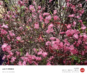 Why the Xiaomi Ultra Series is the Ultimate Camera Smartphone - image 0
