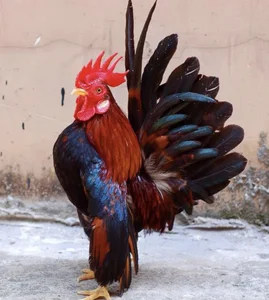 The 50 Million VND 'Big Chest' Chicken: The New Luxury Pet Trend Among Vietnam's Wealthy - image 7
