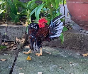 The 50 Million VND 'Big Chest' Chicken: The New Luxury Pet Trend Among Vietnam's Wealthy - image 0