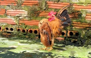 The 50 Million VND 'Big Chest' Chicken: The New Luxury Pet Trend Among Vietnam's Wealthy - image 2