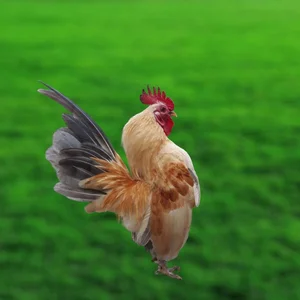 The 50 Million VND 'Big Chest' Chicken: The New Luxury Pet Trend Among Vietnam's Wealthy - image 5