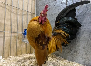 The 50 Million VND 'Big Chest' Chicken: The New Luxury Pet Trend Among Vietnam's Wealthy - image 3