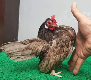 The 50 Million VND 'Big Chest' Chicken: The New Luxury Pet Trend Among Vietnam's Wealthy - image 4