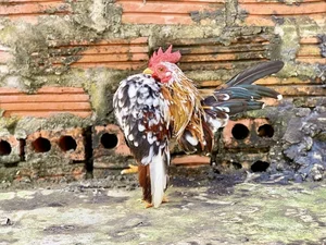The 50 Million VND 'Big Chest' Chicken: The New Luxury Pet Trend Among Vietnam's Wealthy - image 6
