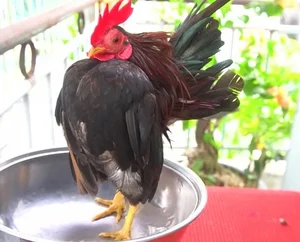 The 50 Million VND 'Big Chest' Chicken: The New Luxury Pet Trend Among Vietnam's Wealthy - image 1