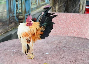 The 50 Million VND 'Big Chest' Chicken: The New Luxury Pet Trend Among Vietnam's Wealthy - image 9