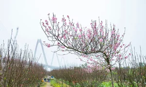 Discover the Radiant Beauty of Phu Thuong Peach Blossom Village in Hanoi - image 5
