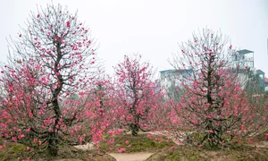 Discover the Radiant Beauty of Phu Thuong Peach Blossom Village in Hanoi - image 4