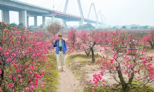 Discover the Radiant Beauty of Phu Thuong Peach Blossom Village in Hanoi - image 3