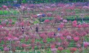 Discover the Radiant Beauty of Phu Thuong Peach Blossom Village in Hanoi - image 6