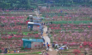 Discover the Radiant Beauty of Phu Thuong Peach Blossom Village in Hanoi - image 0