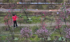 Discover the Radiant Beauty of Phu Thuong Peach Blossom Village in Hanoi - image 2