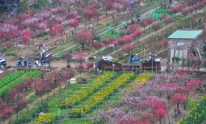 Discover the Radiant Beauty of Phu Thuong Peach Blossom Village in Hanoi - image 1