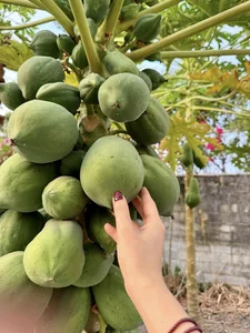 Inside My Tam’s Private Garden: A Lush Sanctuary of Seasonal Fruits and Greenery - image 4