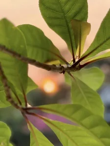Inside My Tam’s Private Garden: A Lush Sanctuary of Seasonal Fruits and Greenery - image 3