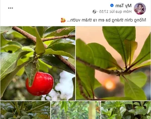 Inside My Tam’s Private Garden: A Lush Sanctuary of Seasonal Fruits and Greenery - image 5
