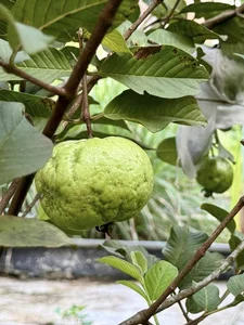 Inside My Tam’s Private Garden: A Lush Sanctuary of Seasonal Fruits and Greenery - image 1