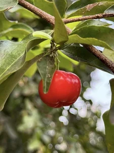 Inside My Tam’s Private Garden: A Lush Sanctuary of Seasonal Fruits and Greenery - image 7