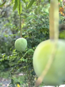 Inside My Tam’s Private Garden: A Lush Sanctuary of Seasonal Fruits and Greenery - image 0