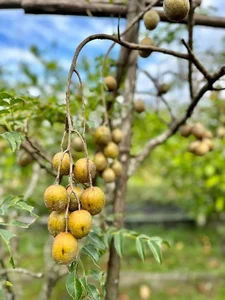 Inside My Tam’s Private Garden: A Lush Sanctuary of Seasonal Fruits and Greenery - image 2