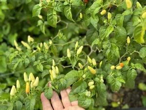 Inside My Tam’s Private Garden: A Lush Sanctuary of Seasonal Fruits and Greenery - image 9